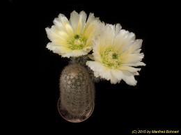 Echinocereus dasyacanthus SB242 831